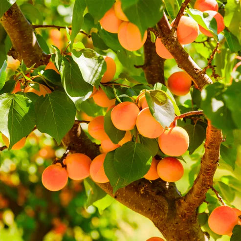 Apricot Fruit Seeds for Planting  Grow Your Own Sweet Apricots