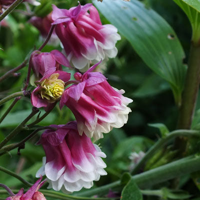 Pink Petticoat Flower seeds for Planting - Vibrant Colors, Heirloom & GMO Free Seeds for Home Garden