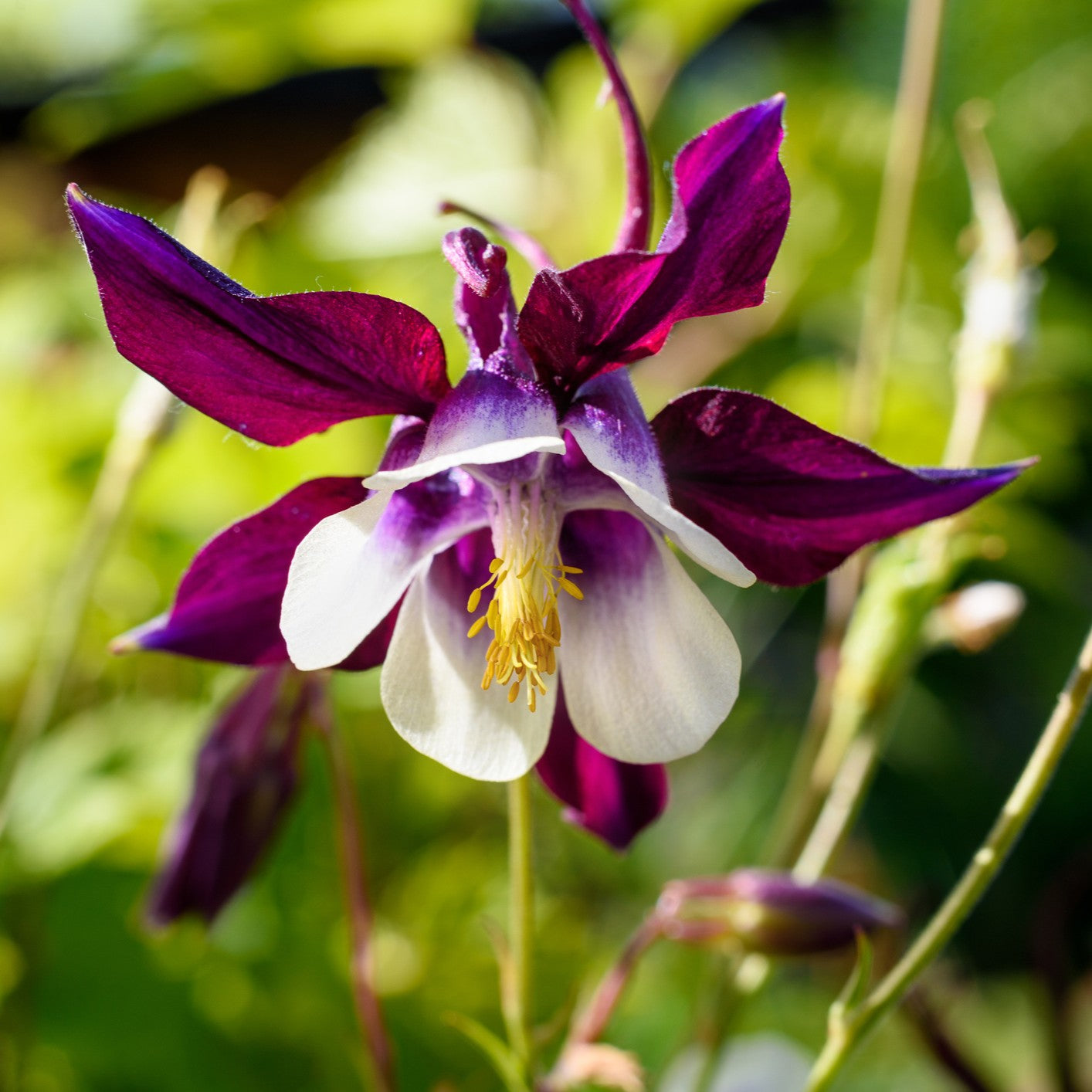 Purple Aquilegia Flower seeds for Planting - Easy to Grow, Heirloom & GMO Free Seeds for Home Garden