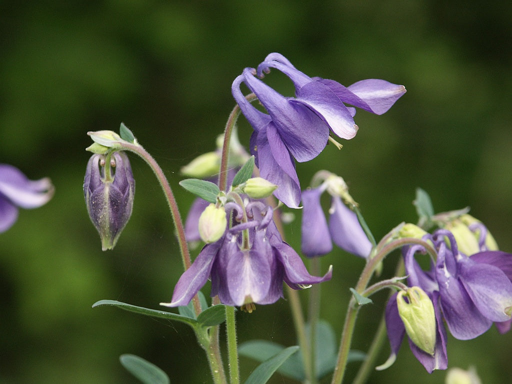 Violet Viticella Flower seeds for Planting - Cut Flower Favorite, Heirloom & GMO Free Seeds for Home Garden