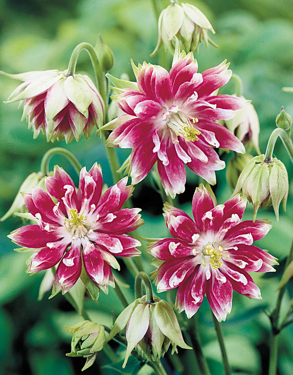 Nora Barlow Flower seeds for Planting Easy to Grow Heirloom & GMO Free Seeds for Home Garden