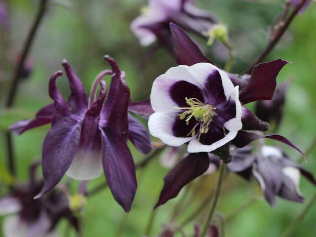 Purple White William Guiness Flower seeds for Planting - Compact Growth, Heirloom & GMO Free Seeds for Home Garden