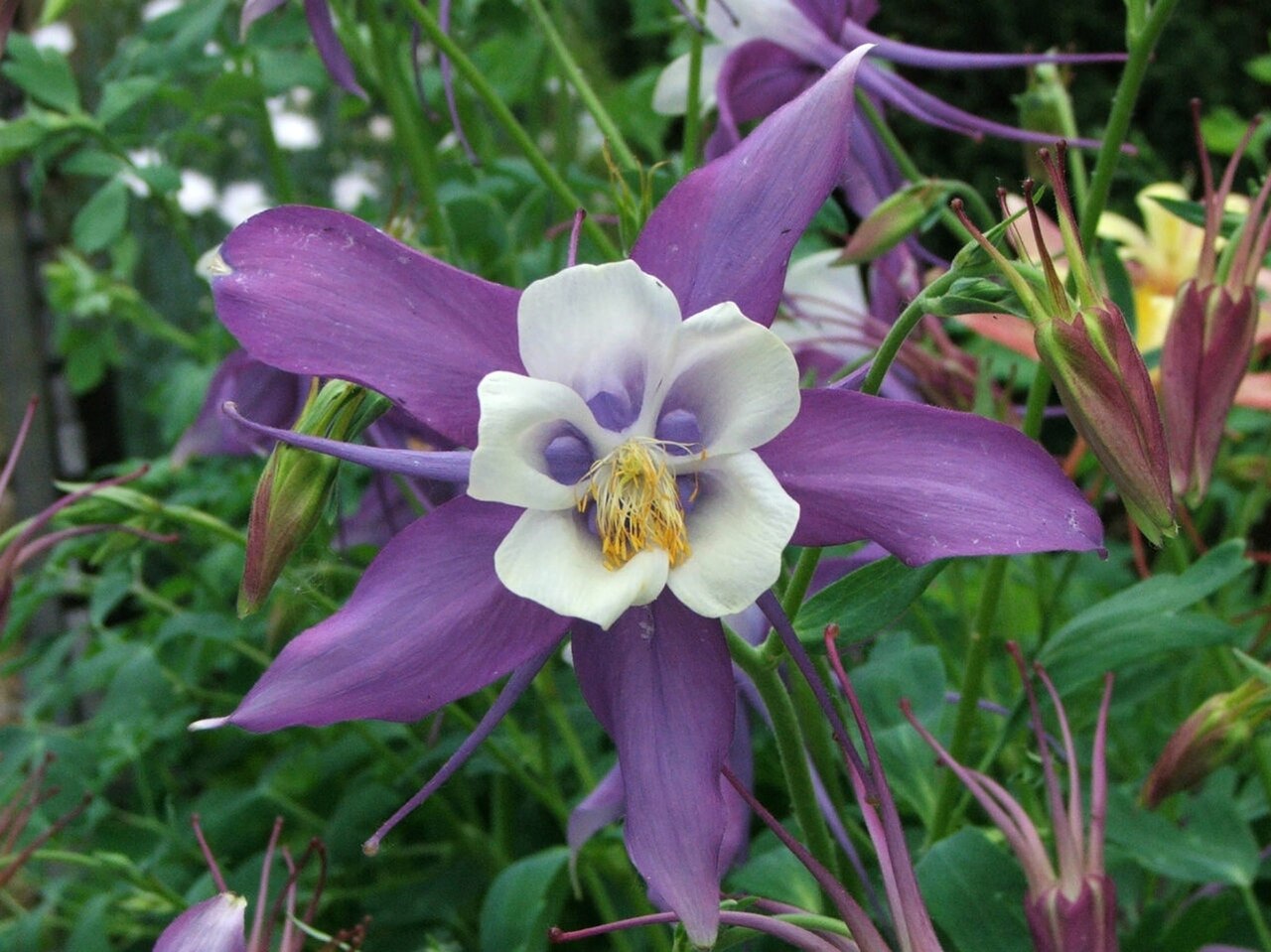 Aquilegia Flower seeds for Planting - Wildflower Mix, Heirloom & GMO Free Seeds for Home Garden