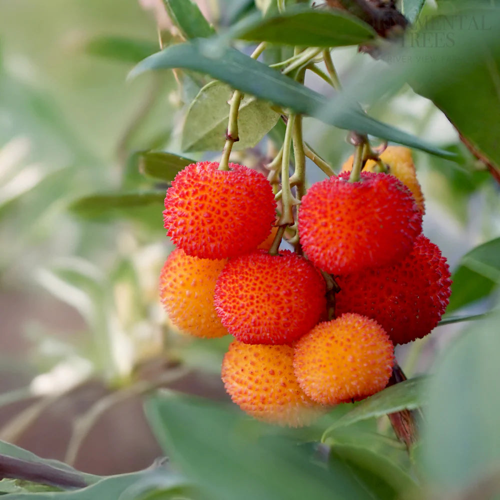 Planting Guide for Arbutus Fruit Seeds