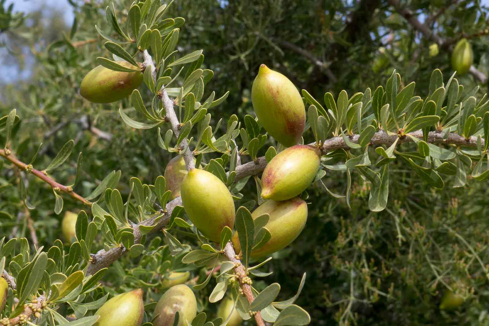 Argania Spinosa Fruit Seeds - Easy Planting