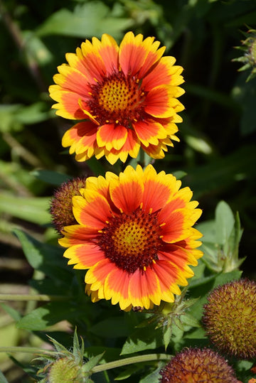 Arizona Flower seeds for Planting - Seasonal Bloomer, Heirloom & GMO Free Seeds for Home Garden