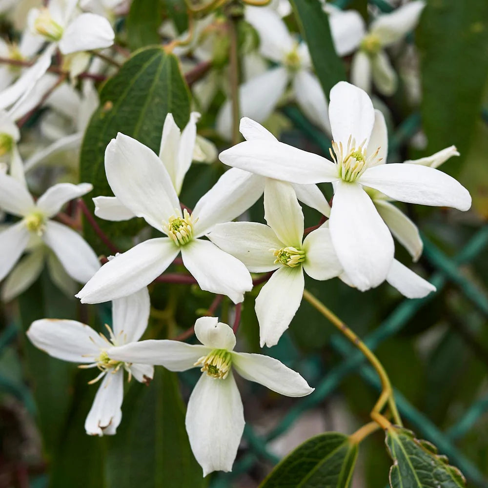 White Clematis Flower seeds for Planting - Compact Growth, Heirloom & GMO Free Seeds for Home Garden