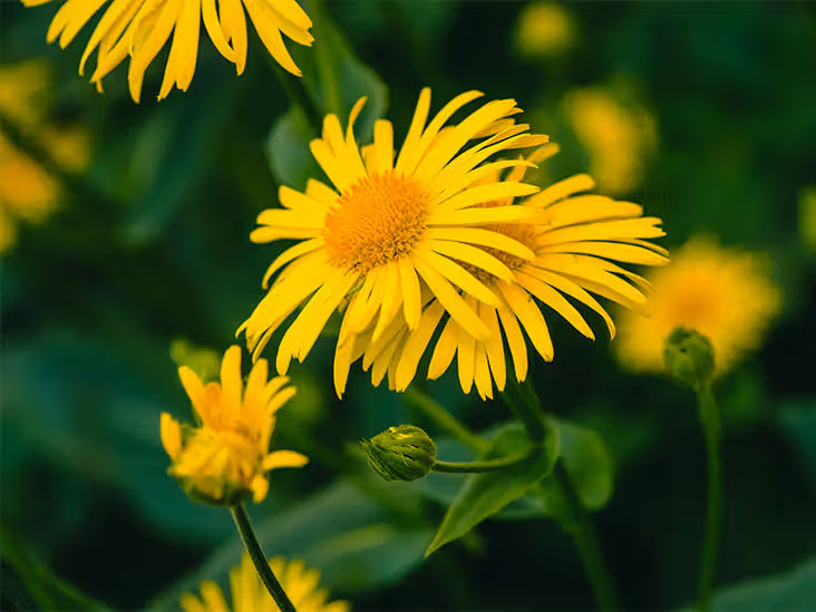 Arnica Montana Flower seeds for Planting - Wildflower Mix, Heirloom & GMO Free Seeds for Home Garden