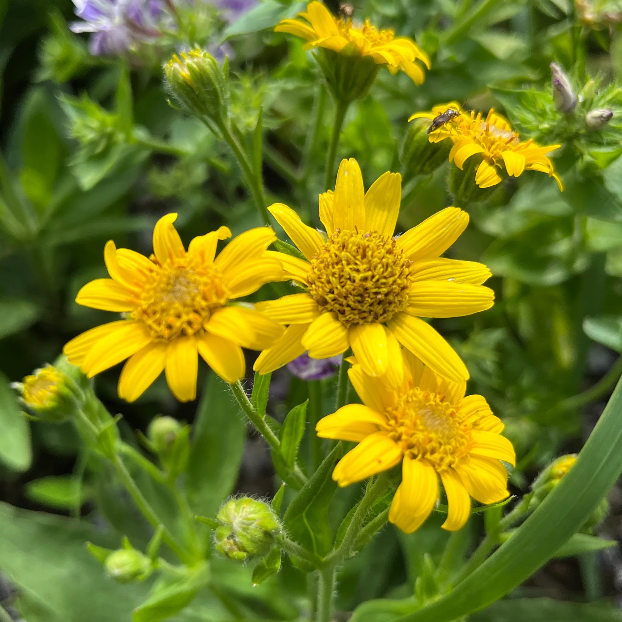 Yellow Meadow Arnica Flower Seeds for Planting - Brighten Your Garden with Vibrant Blooms - Evergrowseeds