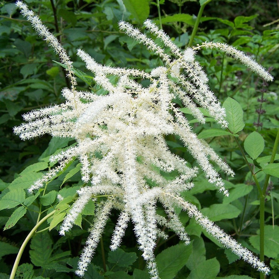 Aruncus Flower seeds for Planting Cut Flower Favorite Heirloom & GMO Free Seeds for Home Garden