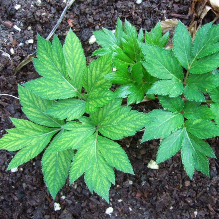 Non GMO Ashitaba planting seeds