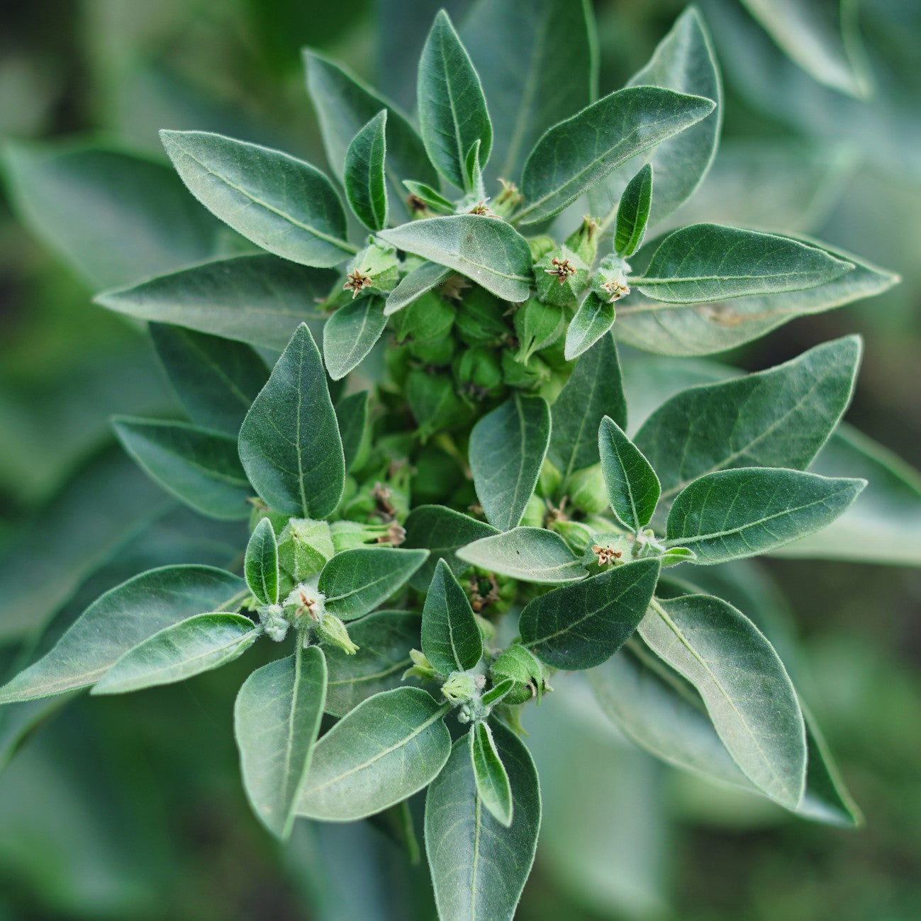 Organic Ashwagandha Plant Seeds  Perfect for Spring or Summer Planting