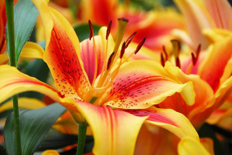 Yellow Red Lilium Flower seeds for Planting - Hardy Variety, Heirloom & GMO Free Seeds for Home Garden