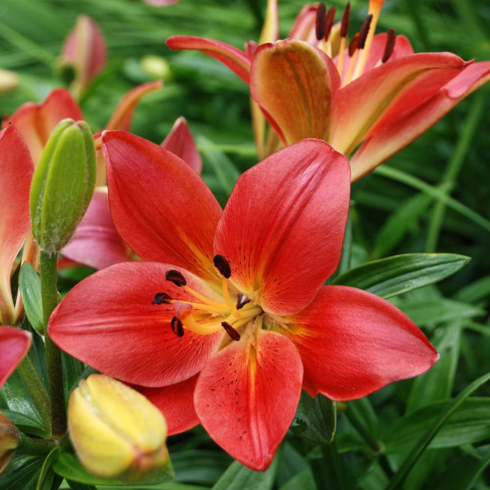 Red Lilium Flower Seeds for Planting Perfect for Borders Heirloom & GMO Free Seeds for Home Garden
 
 Sale