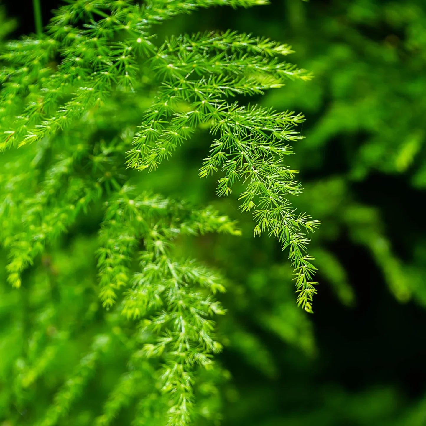 Asparagus Setaceus Seeds for Planting Green