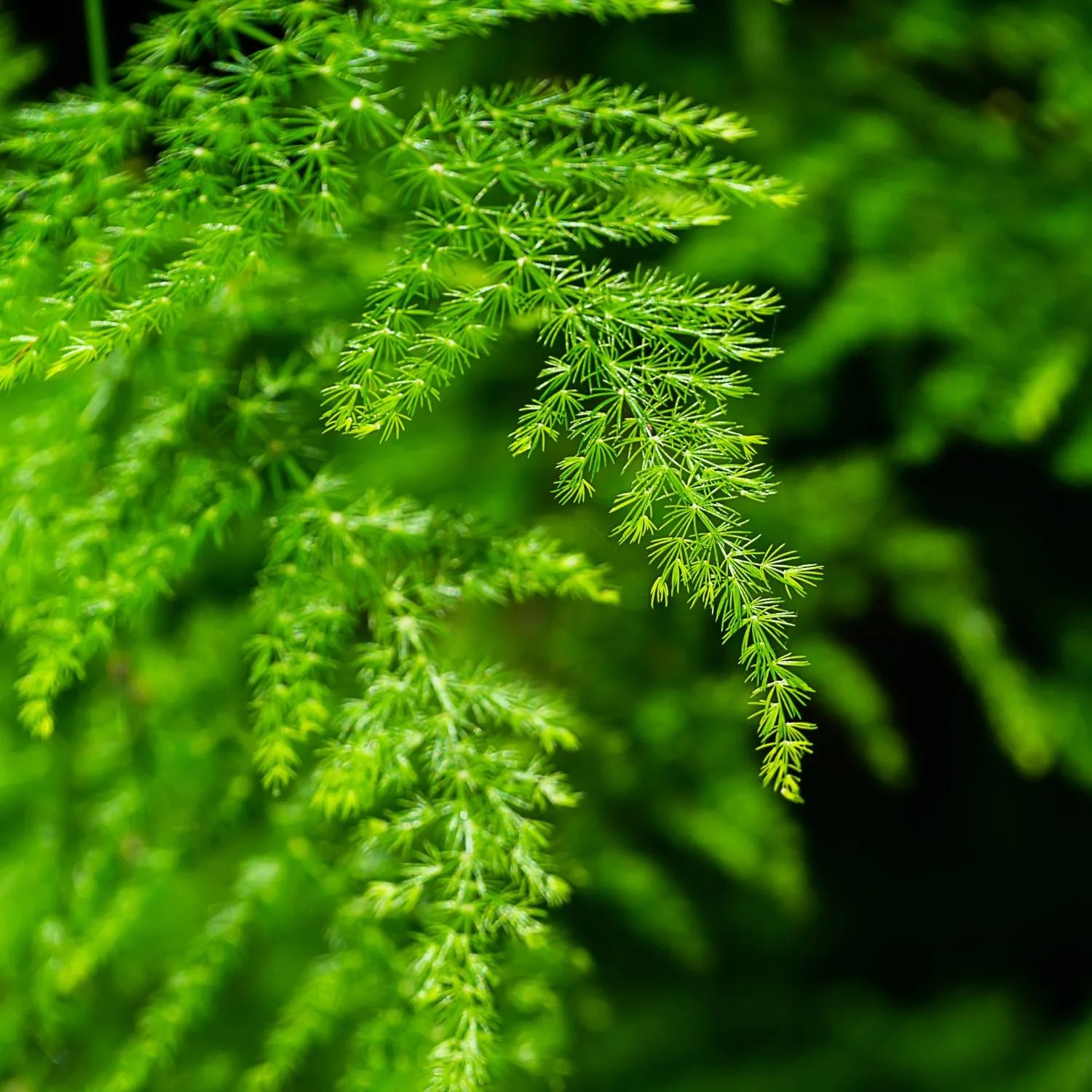 Setaceus Plant Seeds for Easy Planting