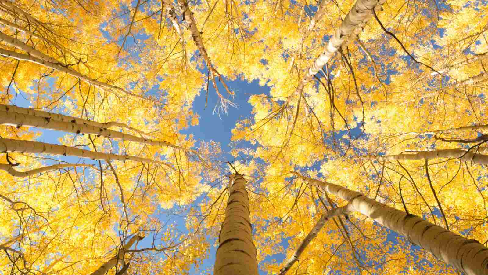 Aspen Tree Seeds for Planting Guide