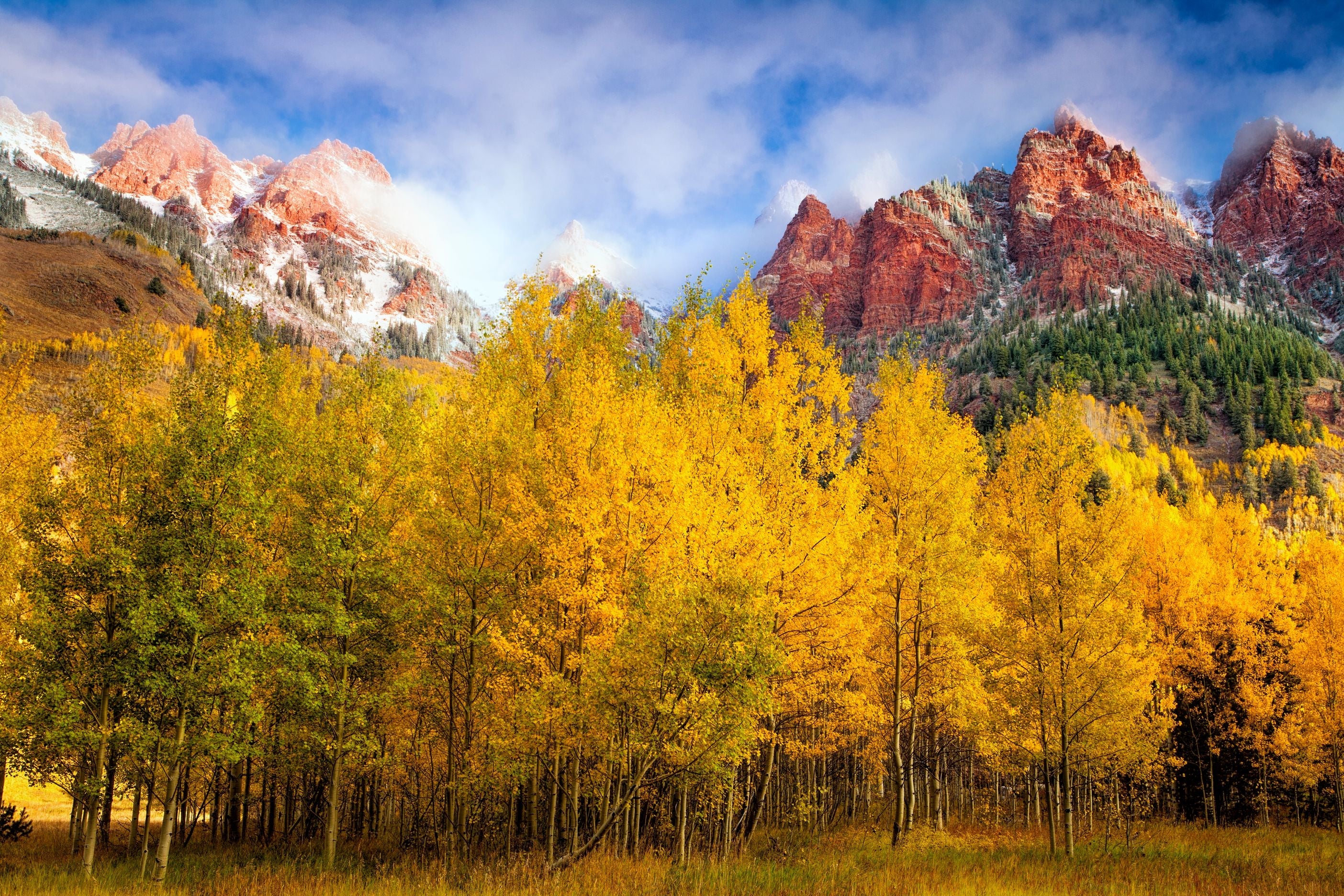 Aspen Tree Seeds for Planting Guide