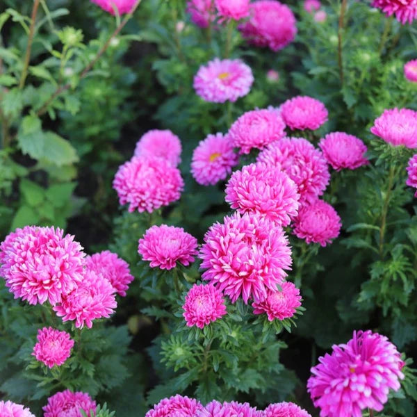 Light Pink China Aster Flower Seeds for Planting Long Bloom Season Heirloom & GMO Free Seeds for Home Garden
 
 Sale
