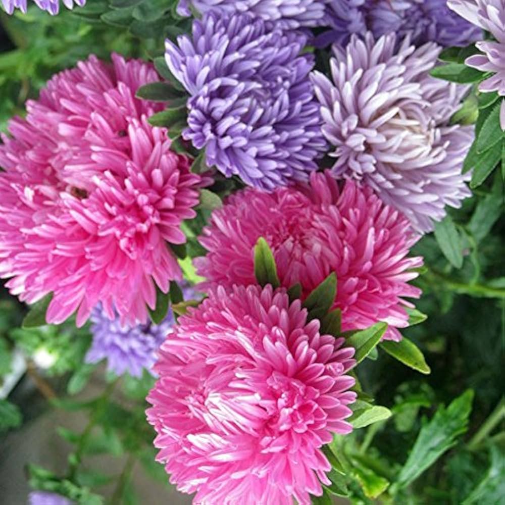 Giant Aster flowering seeds for gardens