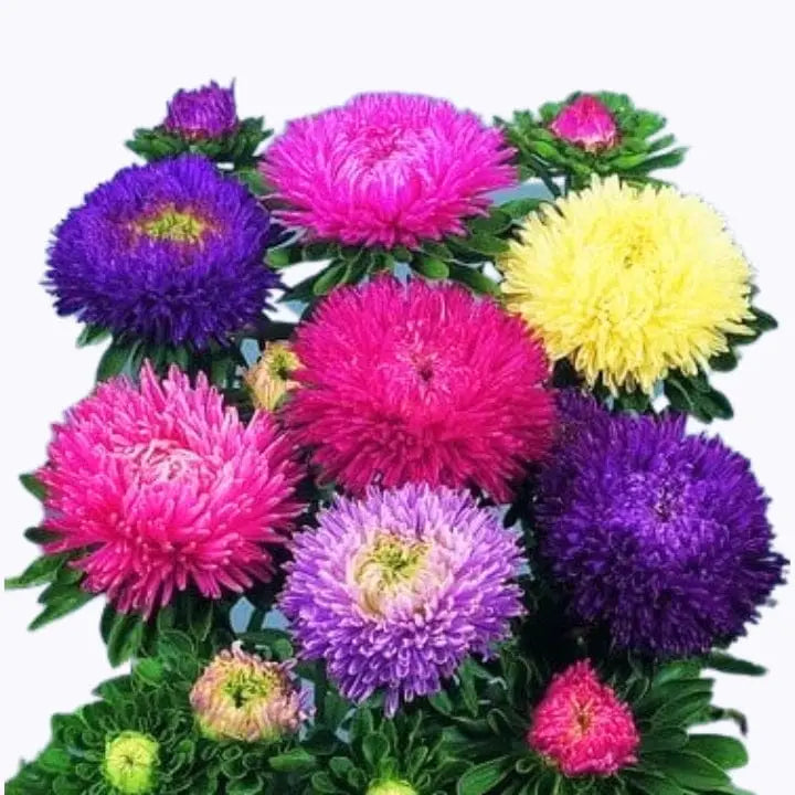 Non GMO giant Aster seeds