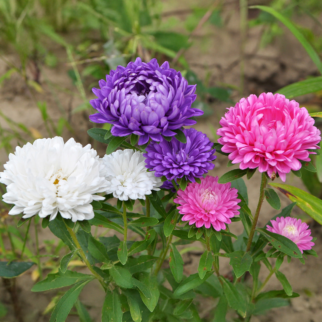 MultiColour China Aster Flower Seeds for Planting Cottage Garden Essential Heirloom & GMO Free Seeds for Home Garden
 
 Sale