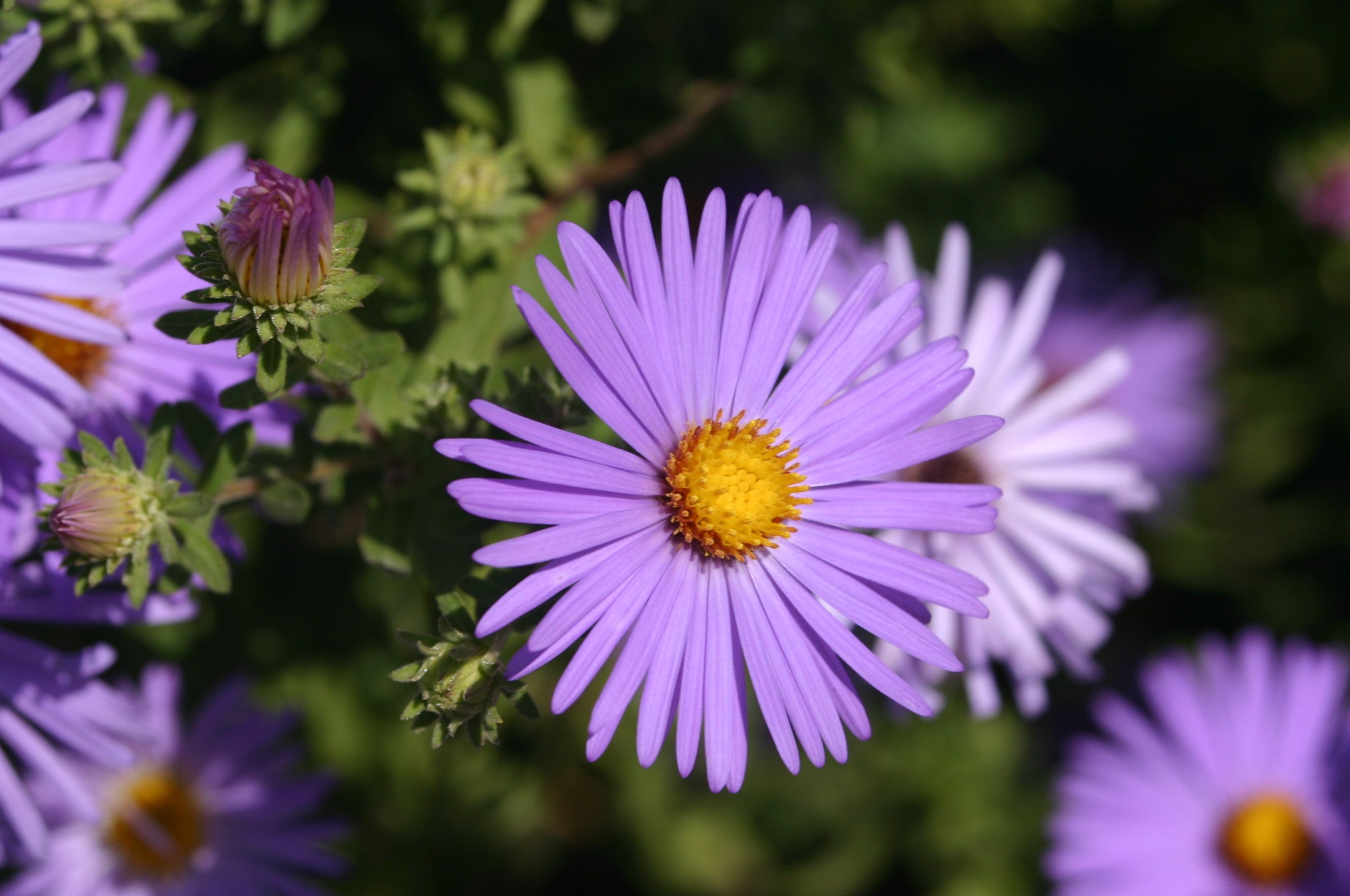 Blue Brachycome Flower seeds for Planting - Shade Tolerant, Heirloom & GMO Free Seeds for Home Garden