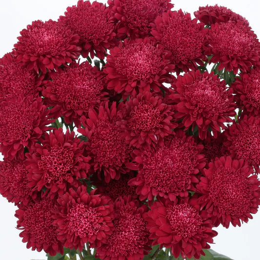 White Maroon Aster Flower Seeds for Planting Pollinator Friendly Heirloom & GMO Free Seeds for Home Garden
 
 Sale