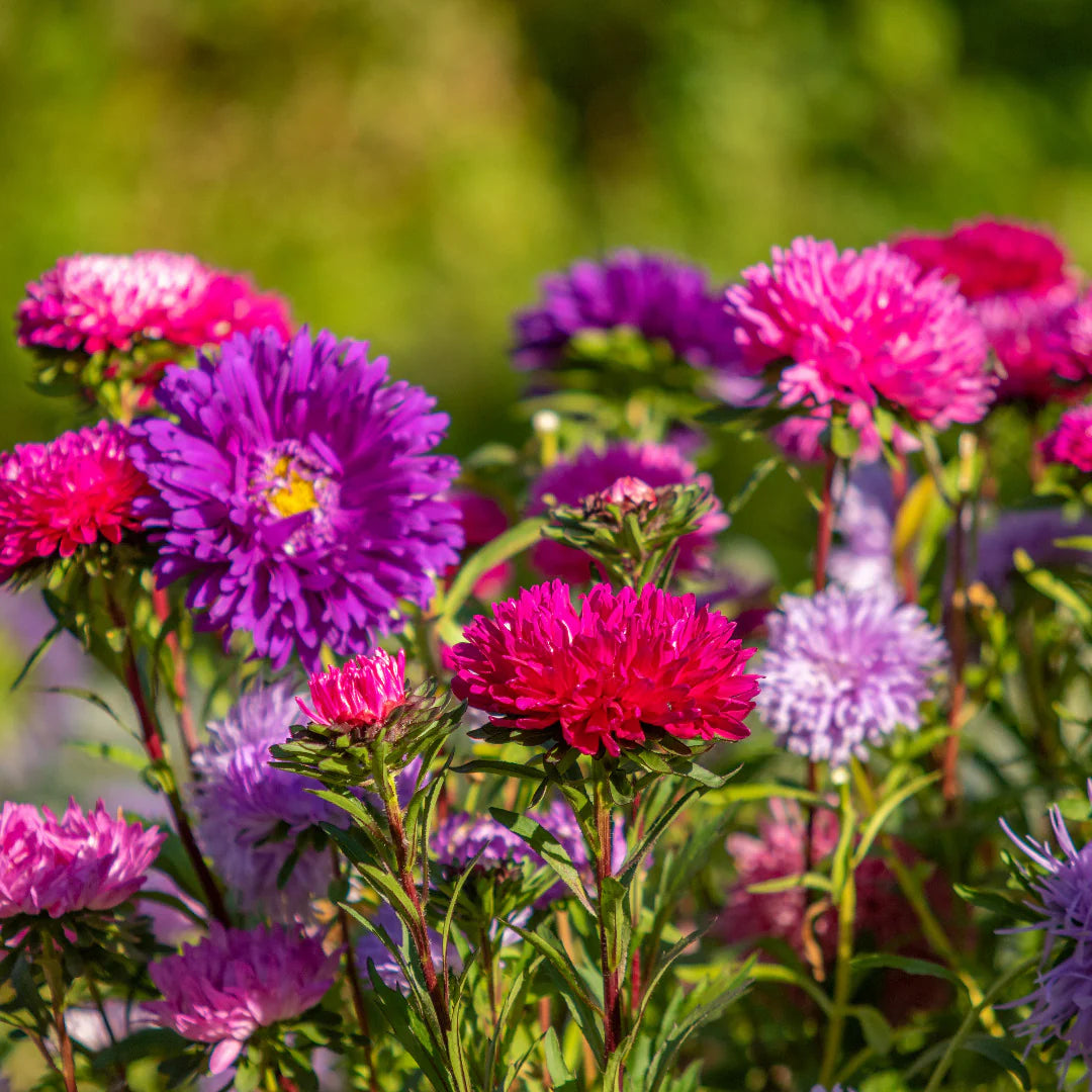 MultiColour Aster Flower Seeds for Planting Seasonal Bloomer Heirloom & GMO Free Seeds for Home Garden
 
 Sale