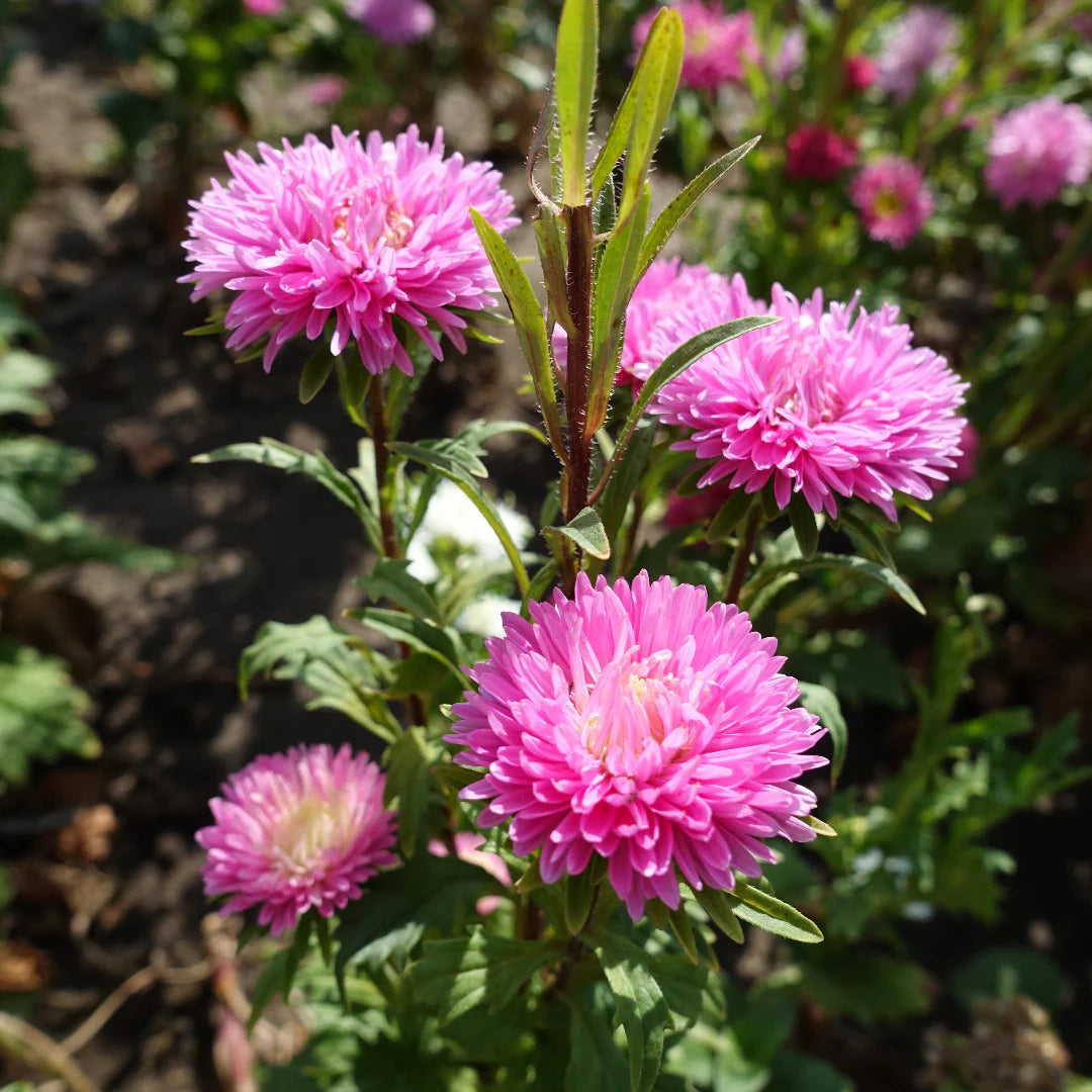 Heirloom Aster Flower seeds for Planting Wildflower Mix Heirloom & GMO Free Seeds for Home Garden