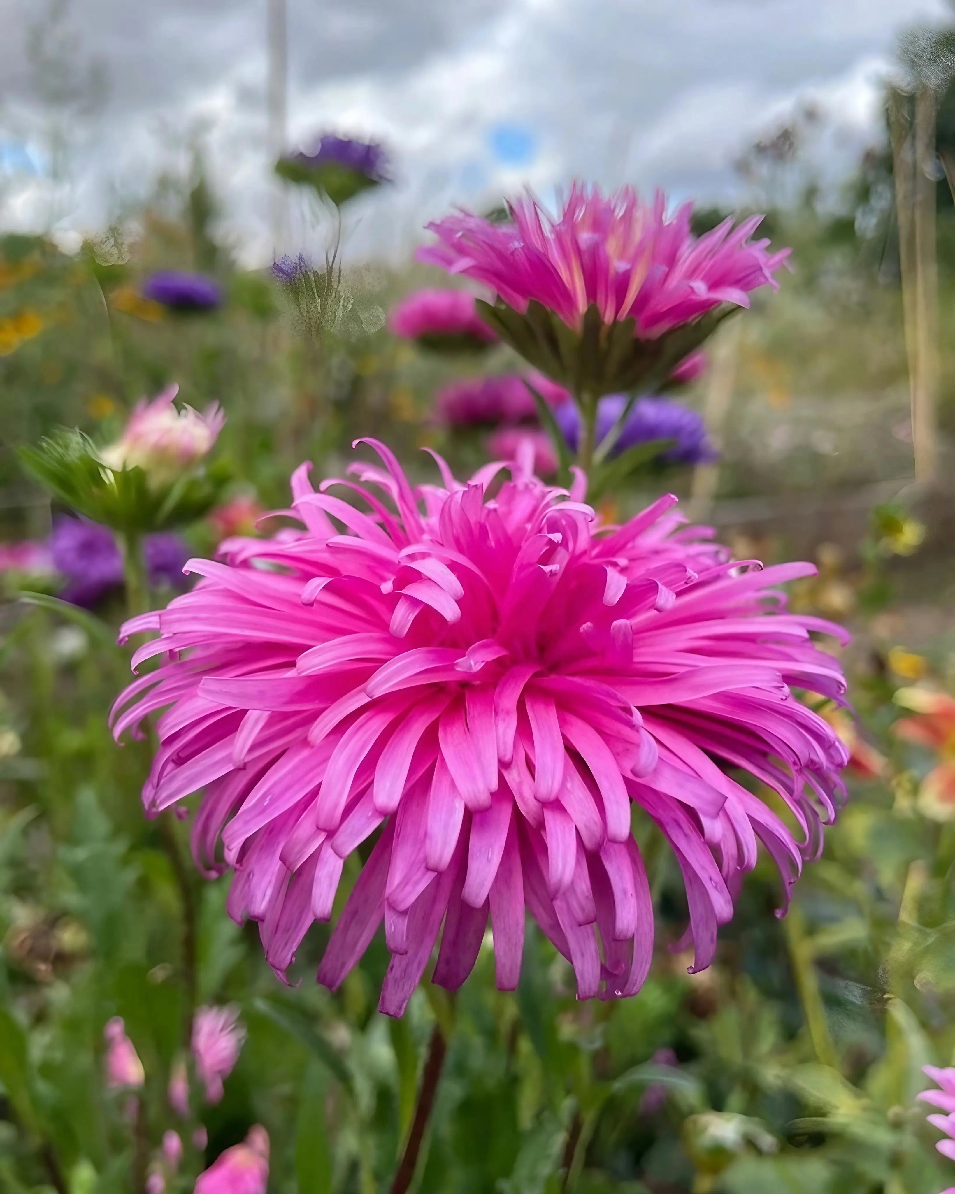Multi Asters Giants Flower seeds for Planting - Cut Flower Favorite, Heirloom & GMO Free Seeds for Home Garden