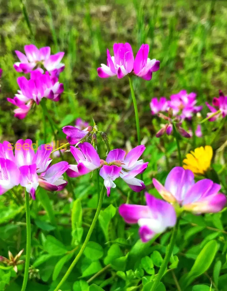 Ornamental Astragalus planting seeds for landscapes
