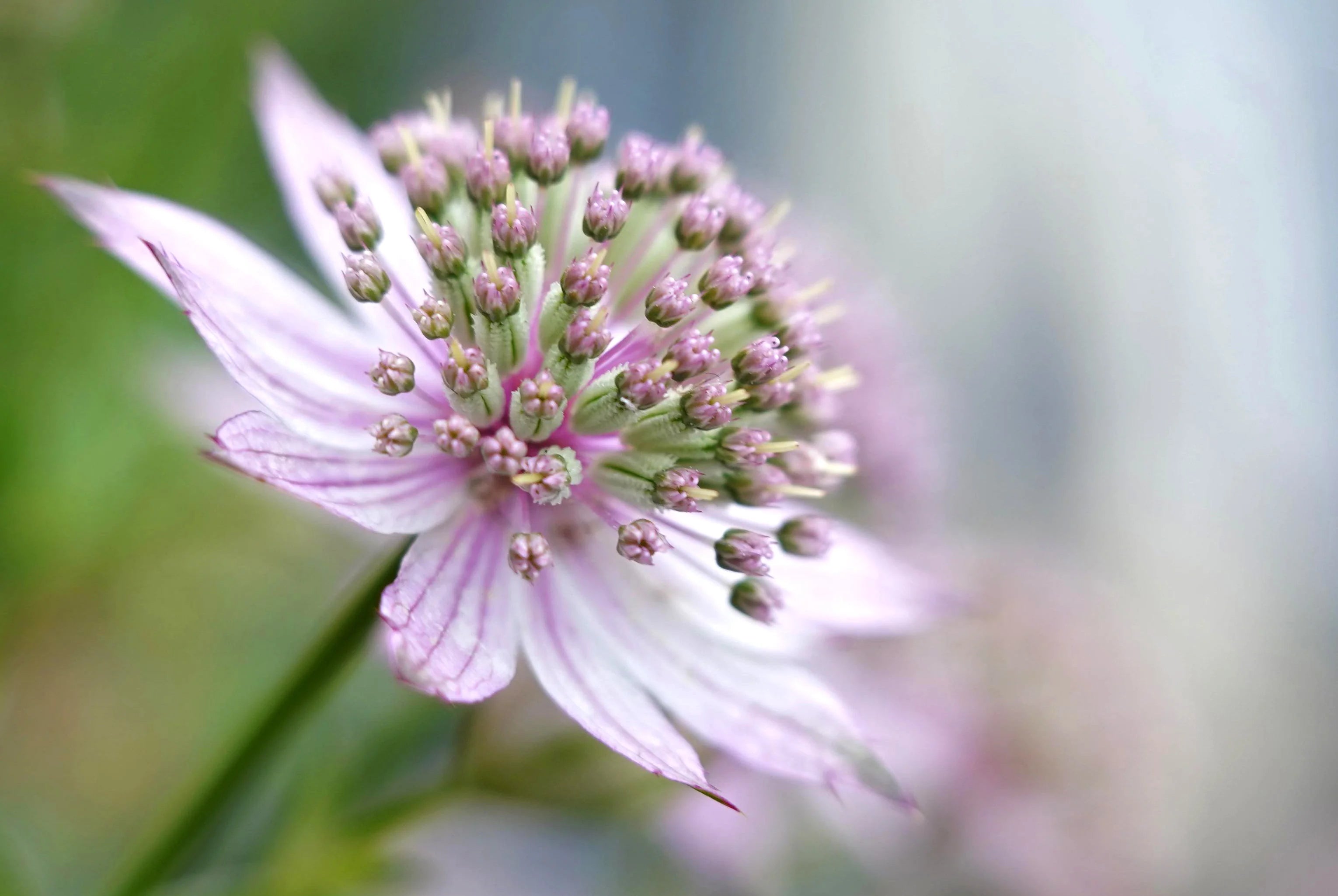 Masterwort Flower Seeds for Planting - Stunning Perennial Blooms - Evergrowseeds