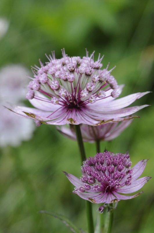 Blue Masterwort Flower seeds for Planting - Wildflower Mix, Heirloom & GMO Free Seeds for Home Garden