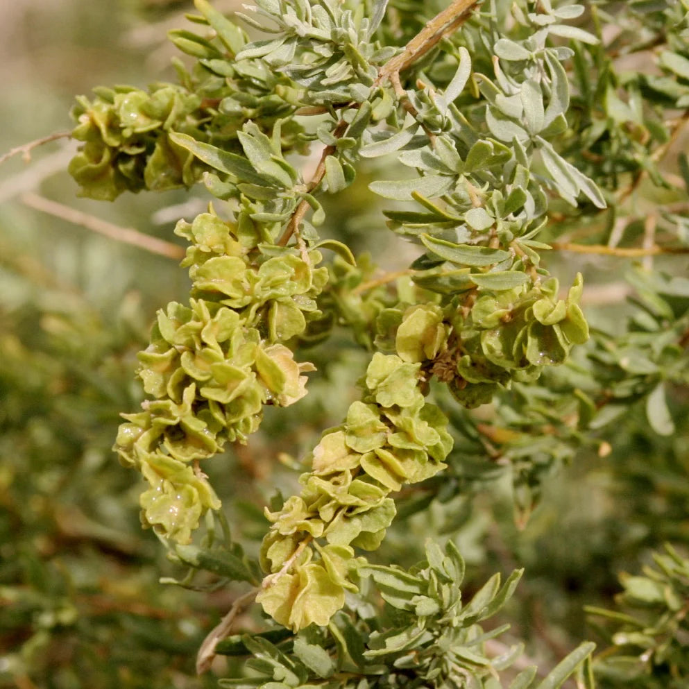 Atriplex Canescens Planting Seeds - Drought-Tolerant Shrub