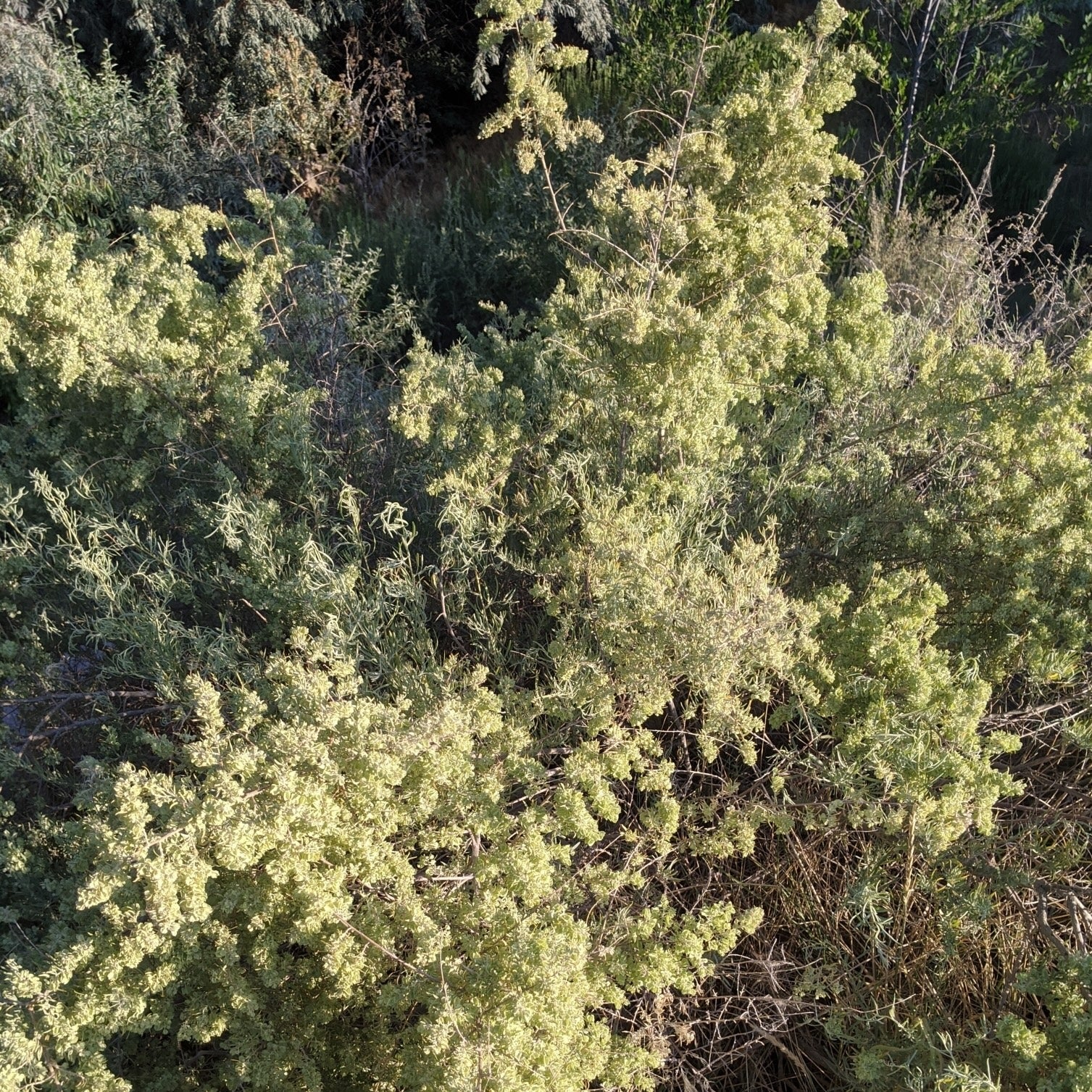 Atriplex Canescens Planting Seeds - Drought-Tolerant Shrub