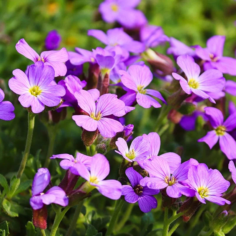 Aubrieta Cascade seeds for planting