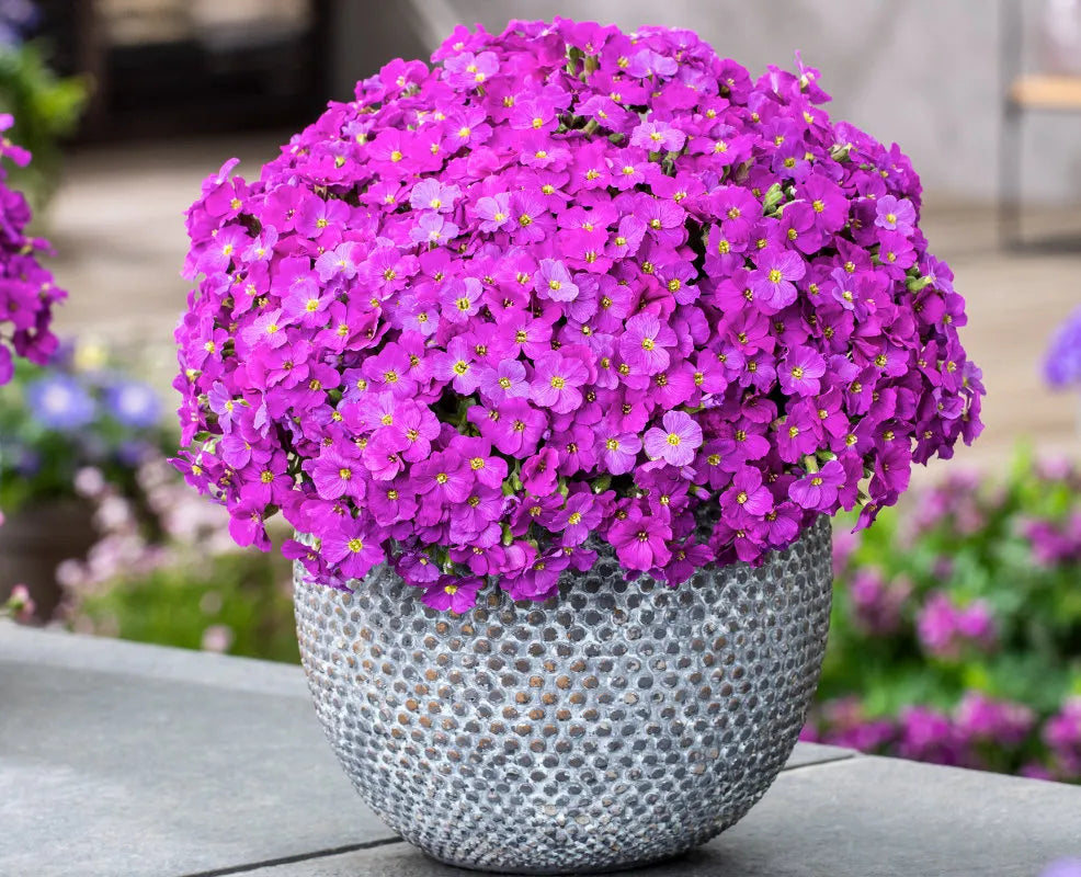 Pink Aubrieta Flower seeds for Planting - Low Maintenance, Heirloom & GMO Free Seeds for Home Garden