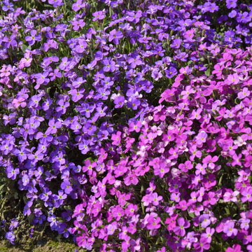 Cascade Flower seeds for Planting - Colorful Display, Heirloom & GMO Free Seeds for Home Garden