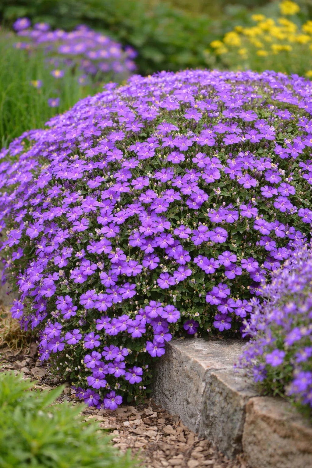 Aubretia Deltoides Flower seeds for Planting - Garden Favorite, Heirloom & GMO Free Seeds for Home Garden