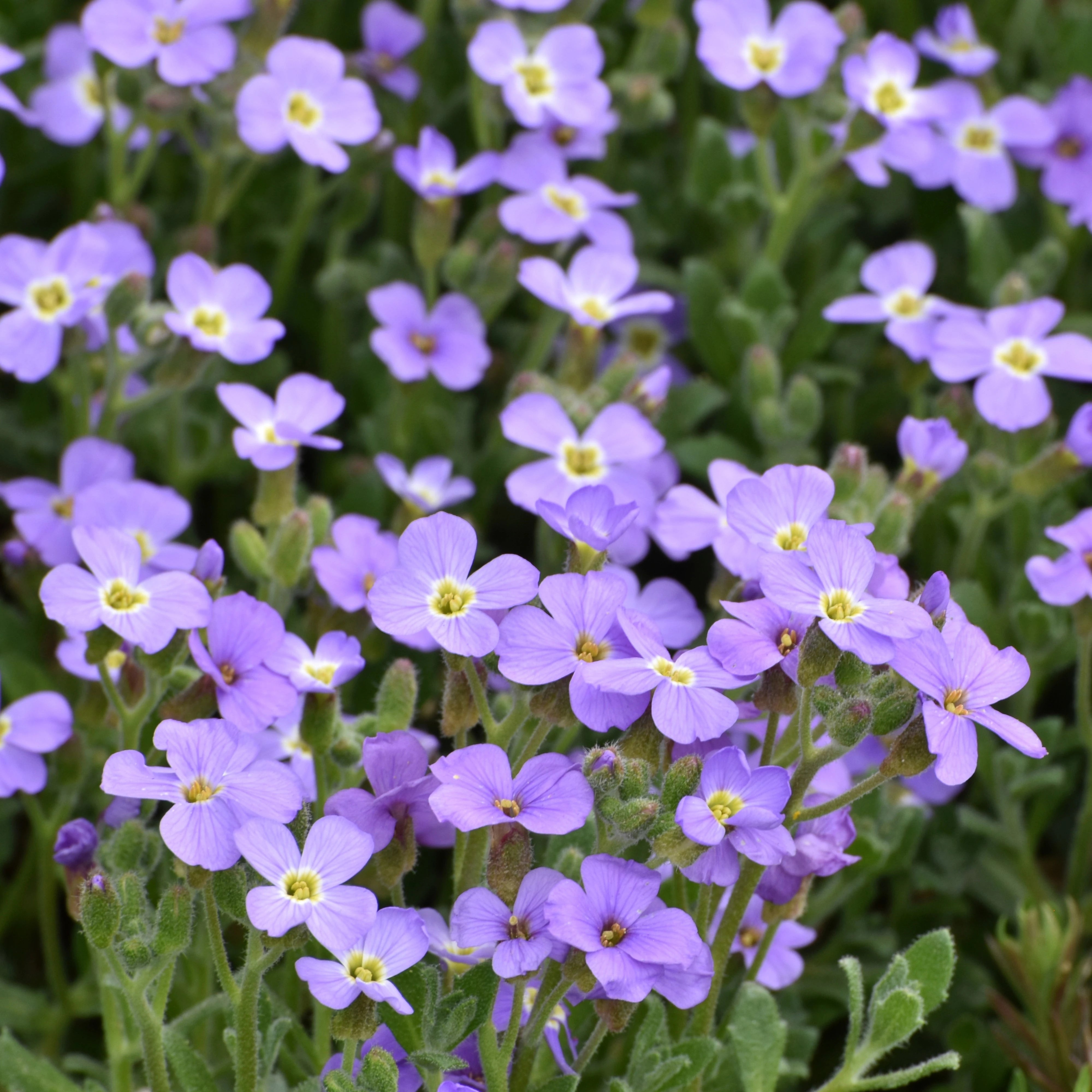 Violet Aubrieta Flower Seeds for Planting Perfect for Borders Heirloom & GMO Free Seeds for Home Garden
 
 Sale