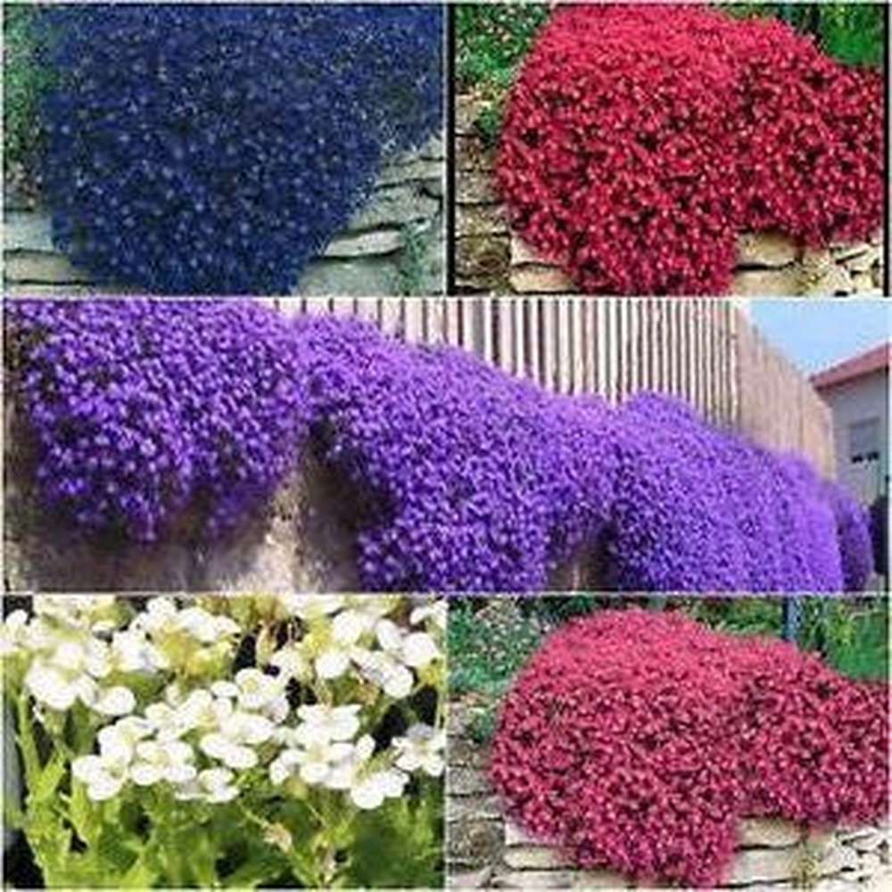 Mixed Aubrieta Flower Seeds for Planting Sun Loving Heirloom & GMO Free Seeds for Home Garden
 
 Sale