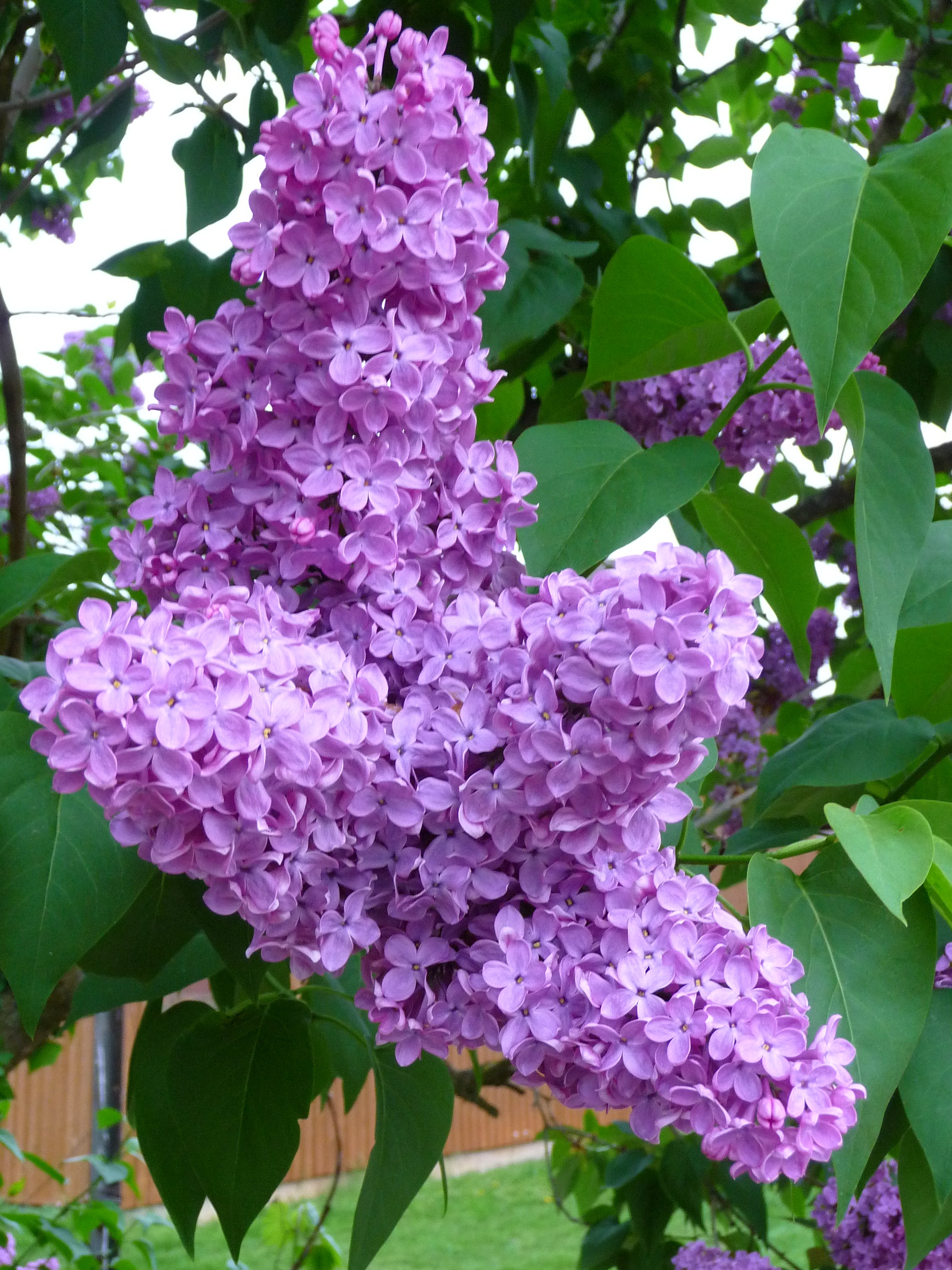 Purple Fragrant Flower seeds for Planting - Compact Growth, Heirloom & GMO Free Seeds for Home Garden