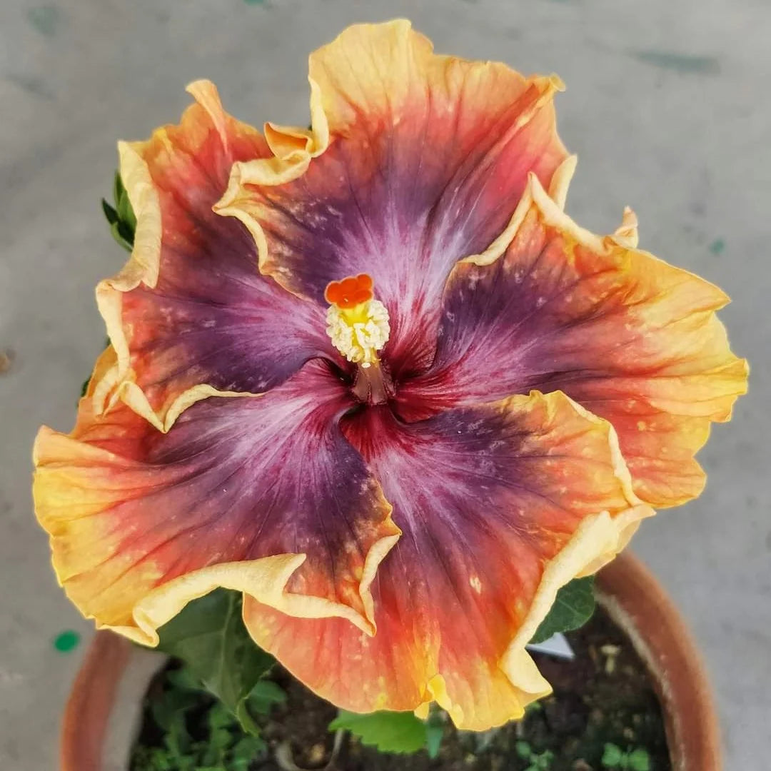 Purple Orange Hibiscus Flower seeds for Planting - Pollinator Friendly, Heirloom & GMO Free Seeds for Home Garden
