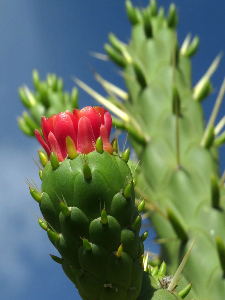 Green Austrocylindropuntia Flower seeds for Planting - Cottage Garden Essential, Heirloom & GMO Free Seeds for Home Garden