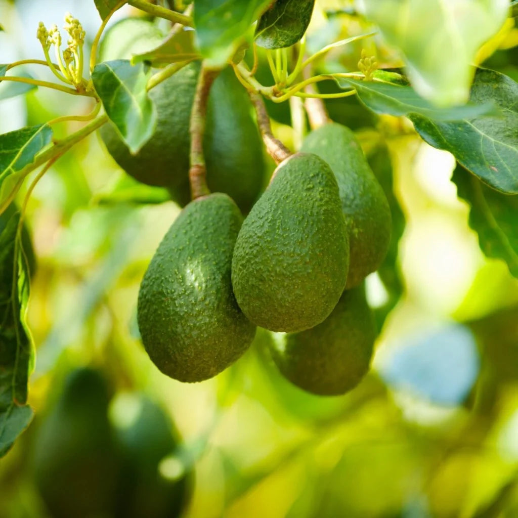 Avocado Seeds: Perfect for Planting