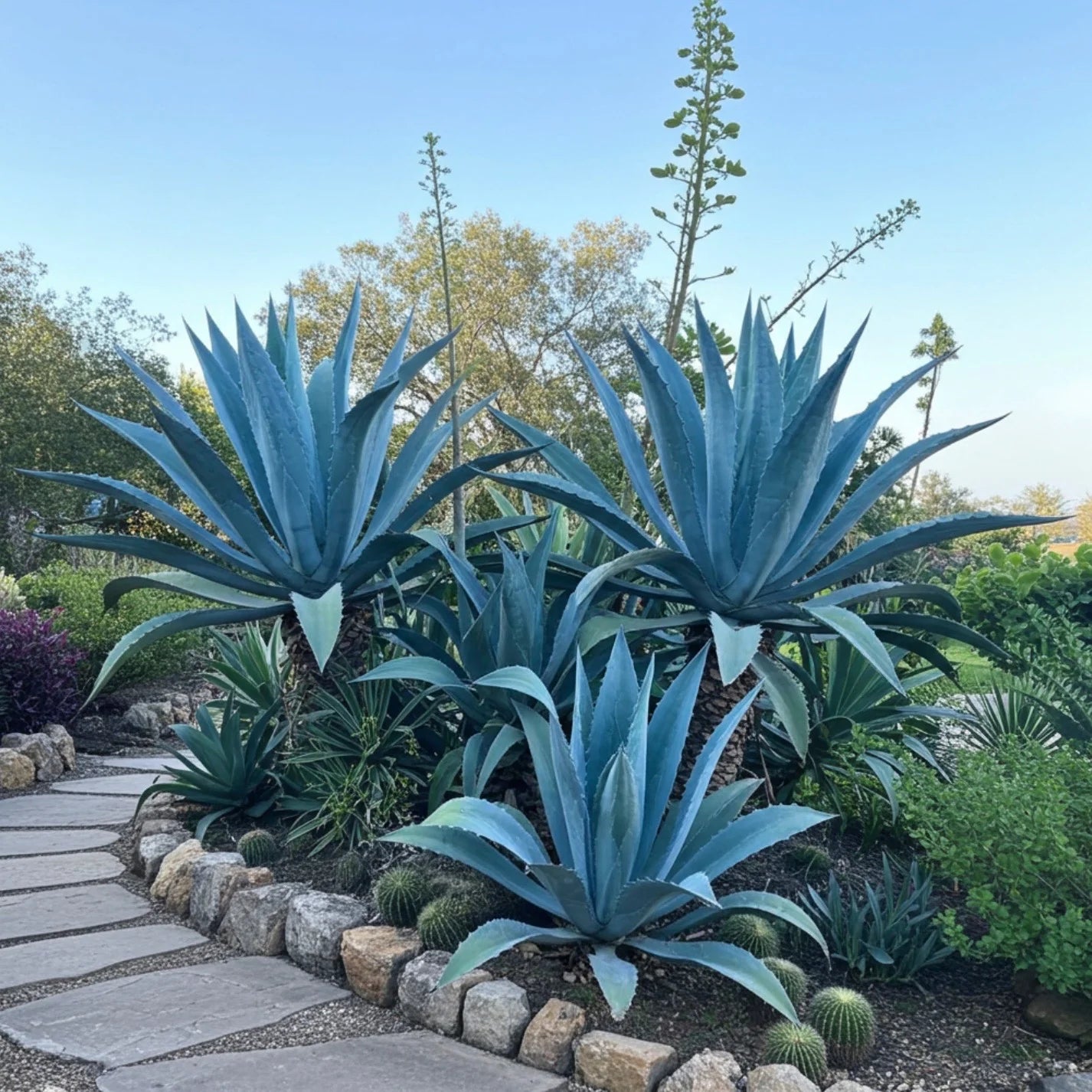 Heirloom Agave Flower seeds for Planting Easy to Grow Heirloom & GMO Free Seeds for Home Garden
