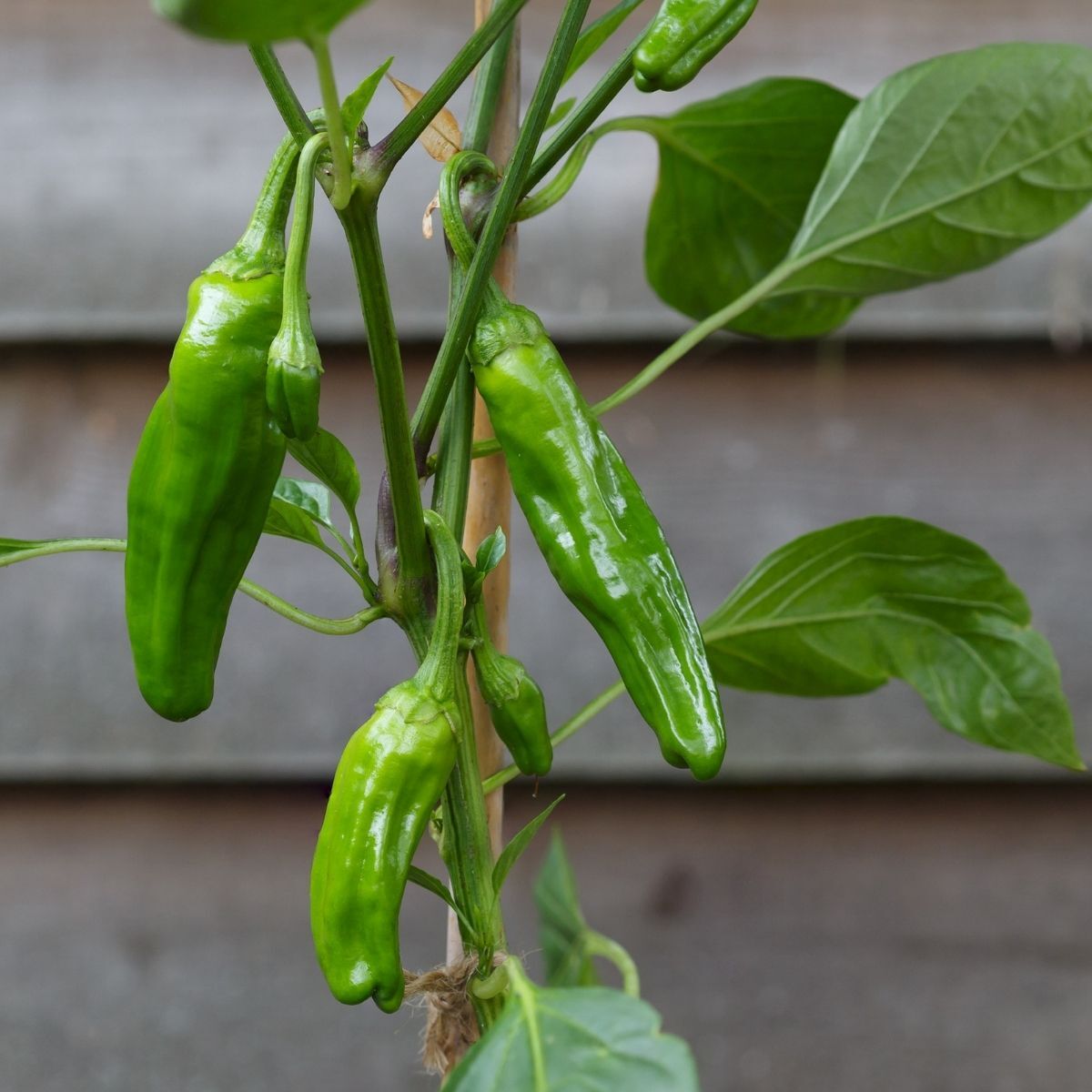 Green de Padron Vegetable Seeds for Planting