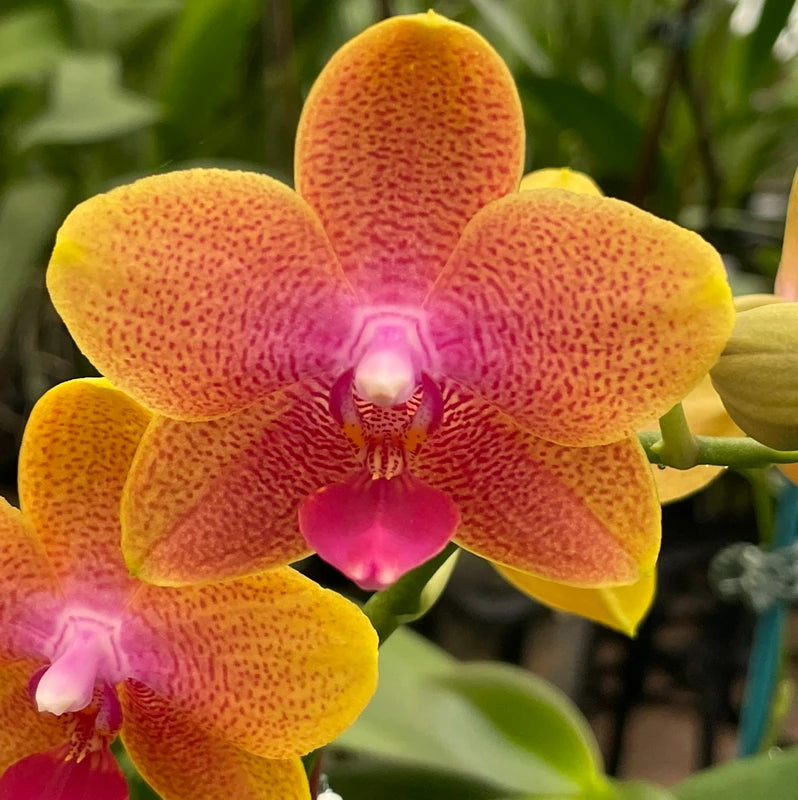 Red Yellow Phalaenopsis Flower Seeds for Planting Low Maintenance Heirloom & GMO Free Seeds for Home Garden
 
 Sale