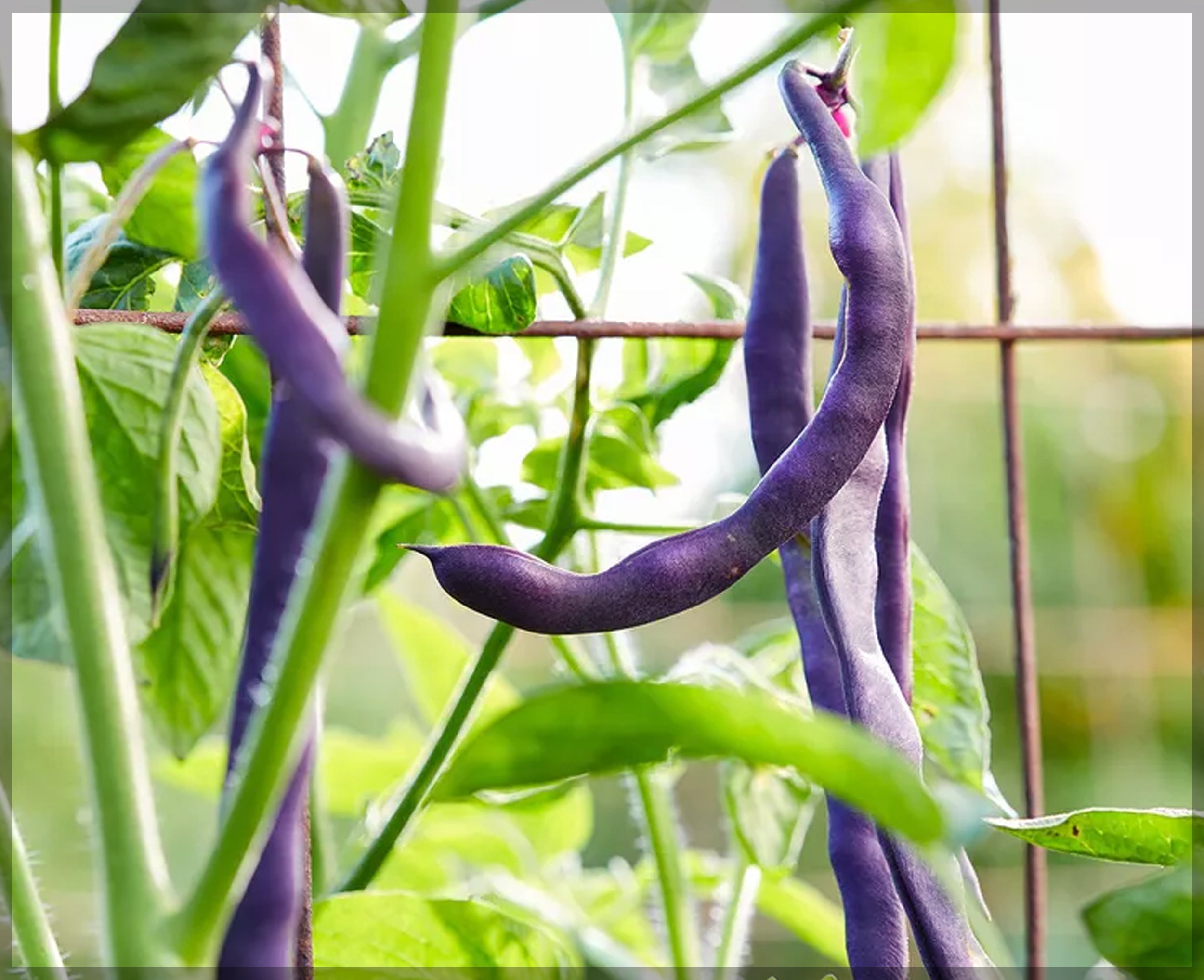 Purple Bean Vegetable Seeds for Planting